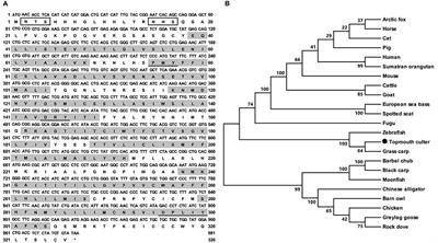 Regulation of Melanocortin-4 Receptor Pharmacology by Two Isoforms of Melanocortin Receptor Accessory Protein 2 in Topmouth Culter (Culter alburnus)